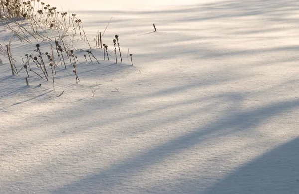 Champ couvert de neige et d'herbe sous la lumière du soleil et l'ombre des arbres — Photo