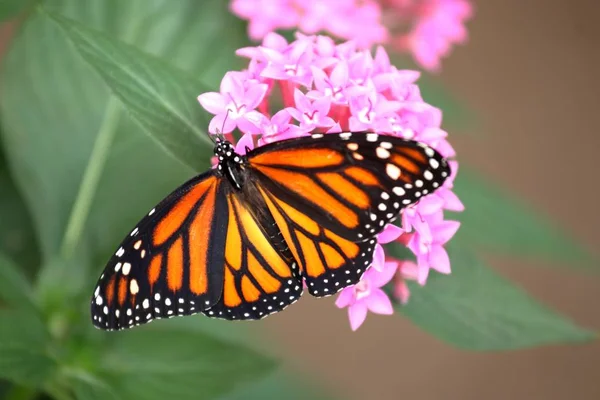 Gros Plan Papillon Monarque Aux Ailes Déployées Nourrissant Fleurs Santan — Photo