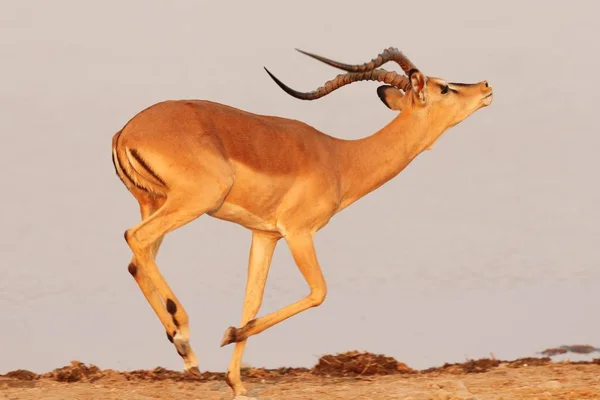 一只羚羊在纳米比亚稀树草原上疾驰的特写镜头 — 图库照片