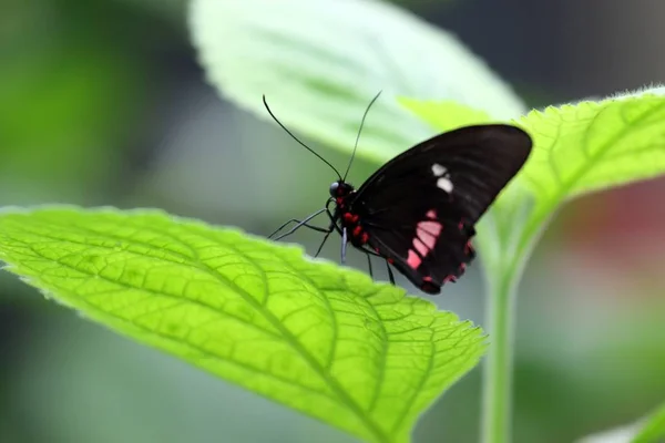 Yaprağında Pembe Lekeler Olan Siyah Bir Kelebeğin Yakın Çekimi — Stok fotoğraf