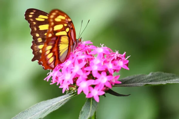 Eine Flache Fokusaufnahme Eines Orangefarbenen Weißen Schmetterlings Der Auf Rosa — Stockfoto