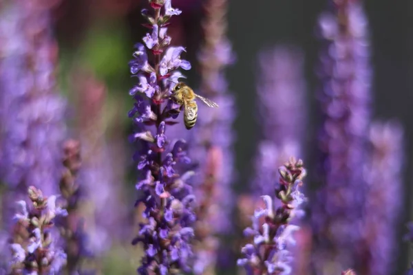 Closeup landscape shot of a lavender flower with blurred lavender flowers in the background — Stock Photo, Image