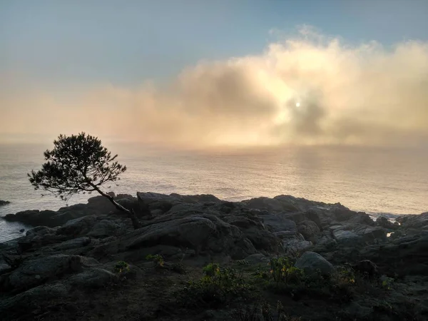 Silhouet van een boom op de rotsen naast de zee onder de bewolkte lucht — Stockfoto