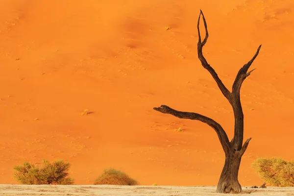 Bonito tiro de uma árvore nua no deserto com uma grande duna de areia no fundo — Fotografia de Stock