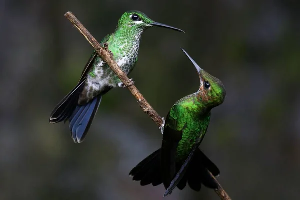 Closeup Shot Two Hummingbirds Interacting Twig — Stock Photo, Image