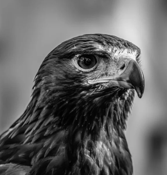 Greyscale Closeup Shot Face Beautiful Hawk Blurred Background — Stok fotoğraf