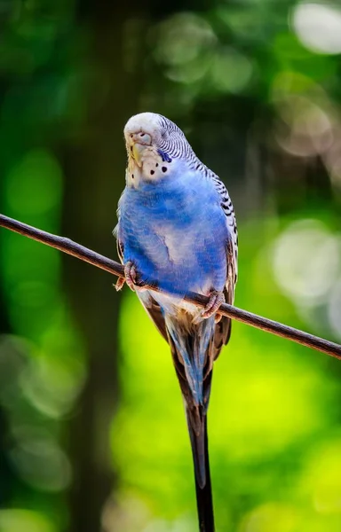 Vertical Closeup Shot Beautiful Blue Parrot Sitting Branch Blurred Background — 图库照片