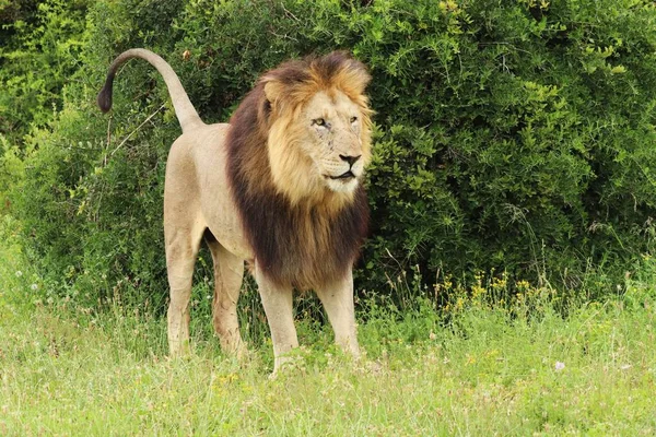 Lion Poilu Promène Dans Parc National Des Éléphants Addo Pendant — Photo