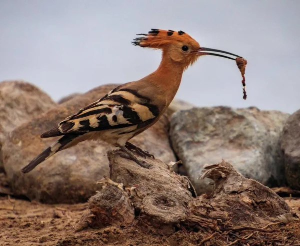 Primer Plano Hermoso Pájaro Exótico Sosteniendo Comida Pico Mientras Está — Foto de Stock