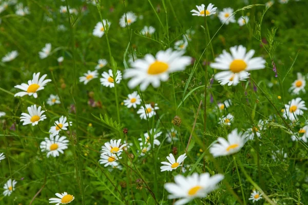 フィールド内のデイジーの花の選択的なフォーカスショット — ストック写真