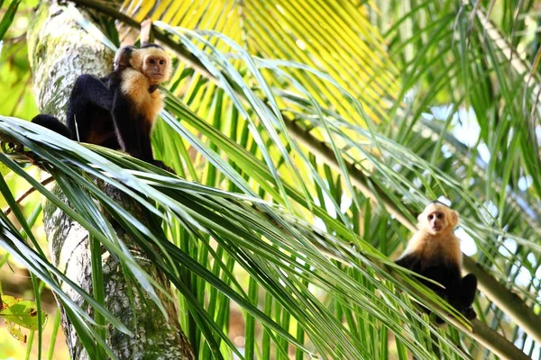卡普钦猴子家族的全景照片 栖息在森林的棕榈叶上 — 图库照片