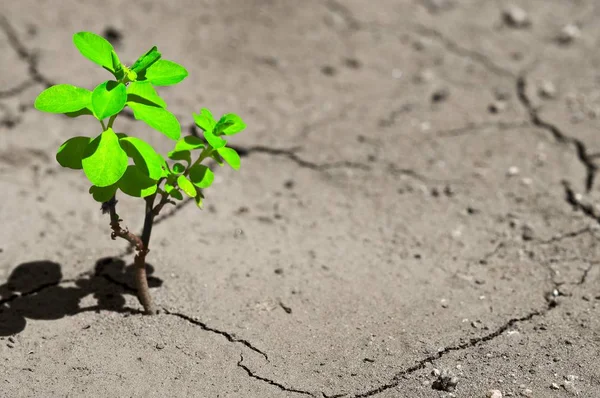 Photographie Grand Angle Une Plante Verte Dans Une Terre Sèche — Photo