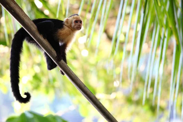 Selective Focus Shot Vigilant Capuchin Monkey Palm Branch — 스톡 사진