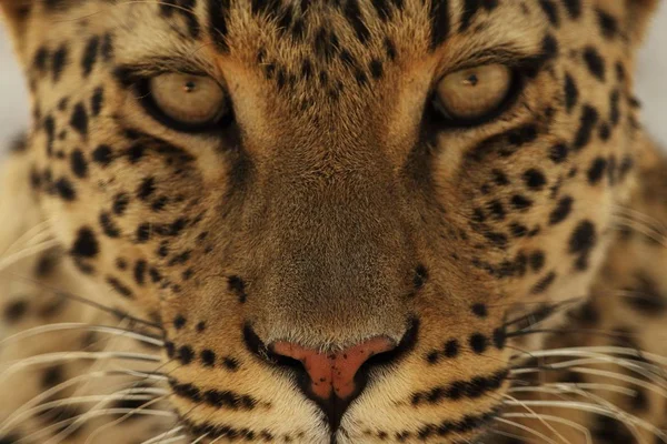 Closeup Portrait Head Shot Cheetah Looking Straight Camera — Stock Photo, Image