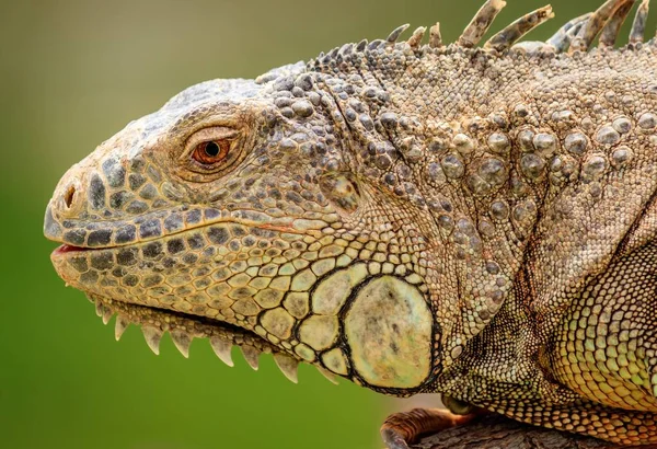 Closeup Shot Cute Iguana Blurred Background — 스톡 사진