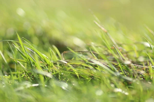 Closeup Shot Green Grass Blurred Background — Stock Photo, Image