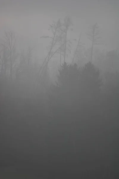 Vertikale Aufnahme eines Waldes traf auf einen Sturm — Stockfoto