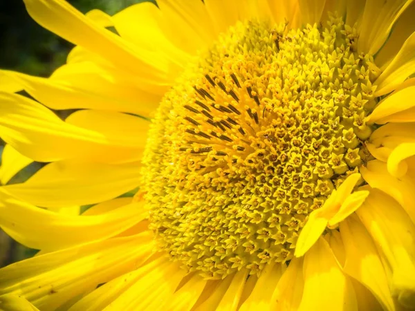 Een Close Shot Van Een Mooie Gele Zonnebloem Geweldig Voor — Stockfoto