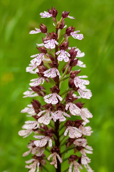 Vertical shot of the burnt orchid flower — Stock Photo, Image