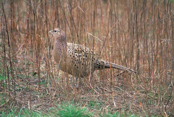 Szorstki cietrzew na łące otoczony trawą z rozmytym tłem — Zdjęcie stockowe