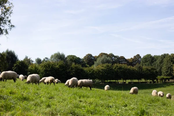 Landscape shot of a flock of sheep eating green grasses with a clear blue sky — ストック写真