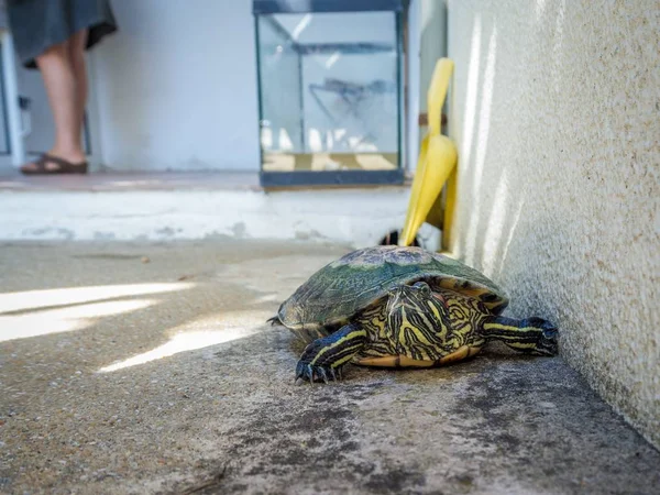 Turtle on concrete ground in front of a white wall during daytime - Stock-foto