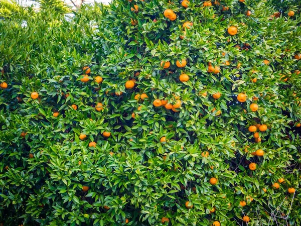 昼間の木の上に熟したオレンジの多く 自然な壁紙のための素晴らしい — ストック写真