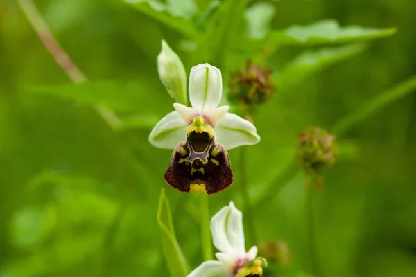 Primer Plano Flor Orquídea Del Abejorro Con Fondo Natural Borroso — Foto de Stock