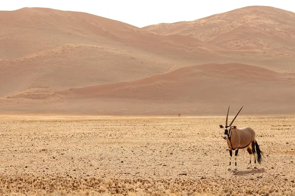 Tiro Panorâmico Gemsbok Uma Planície Nua Com Colinas Fundo — Fotografia de Stock