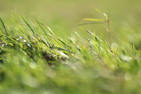 Primer Plano Hierba Verde Con Fondo Borroso — Foto de Stock