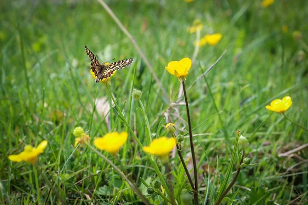 Beautiful Butterfly Collecting Nectar Field Yellow Flowers — Stock Photo, Image