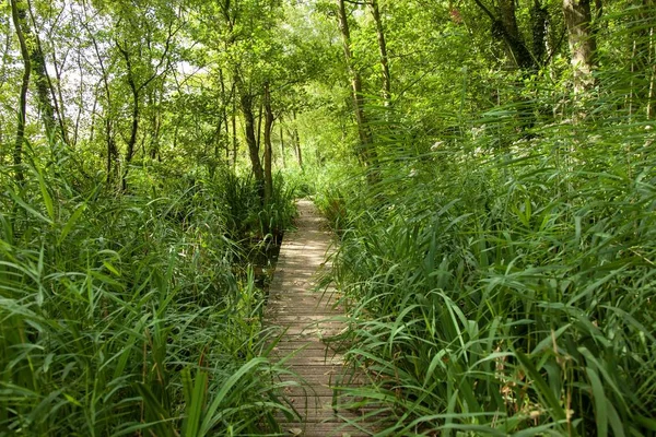 Sendero de madera estrecho en medio de árboles verdes y plantas en el bosque — Foto de Stock