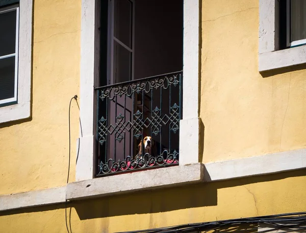 Ein Einsamer Trauriger Hund Der Auf Dem Balkon Steht Und — Stockfoto