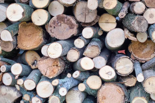 Registros de árvores cortadas em cima umas das outras — Fotografia de Stock