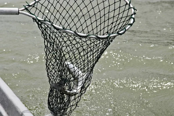 Ryba Odsunutá Rybářskou Sítí Uprostřed Moře — Stock fotografie