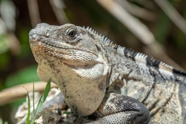 Tiro Ángulo Cercano Lagarto Gris Negro Descansando Sobre Hierba — Foto de Stock