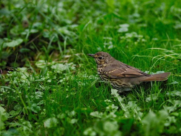 Výběrový Snímek Ptáka Travnatém Poli — Stock fotografie