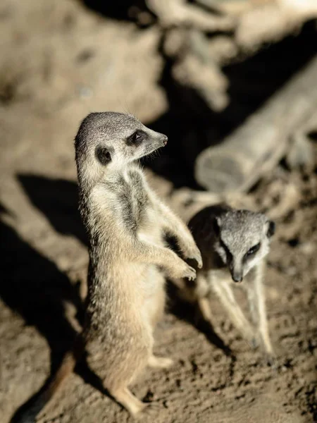 Ένα Κοντινό Πλάνο Δύο Γκρίζων Meerkats Ένα Θολό Φόντο — Φωτογραφία Αρχείου