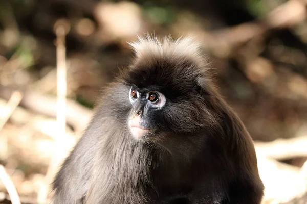 Tiro Seletivo Foco Macaco Uma Floresta Com Fundo Natural Borrado — Fotografia de Stock