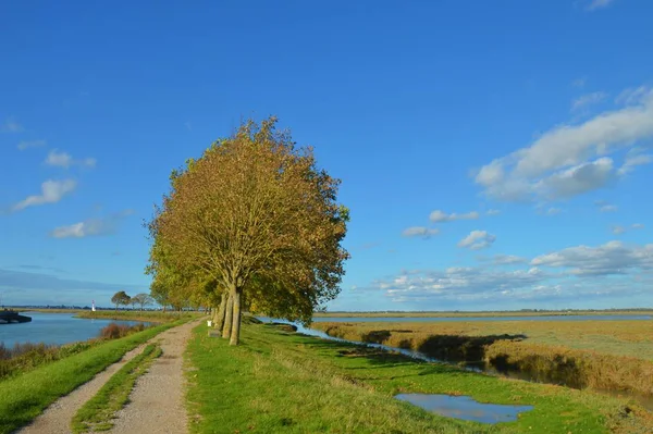 Isolierter Baum inmitten eines von Wasser umgebenen Feldes an einem sonnigen Tag — Stockfoto