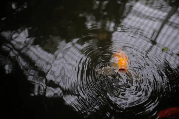 Seekor Ikan Emas Dengan Mulut Terbuka Permukaan Air — Stok Foto