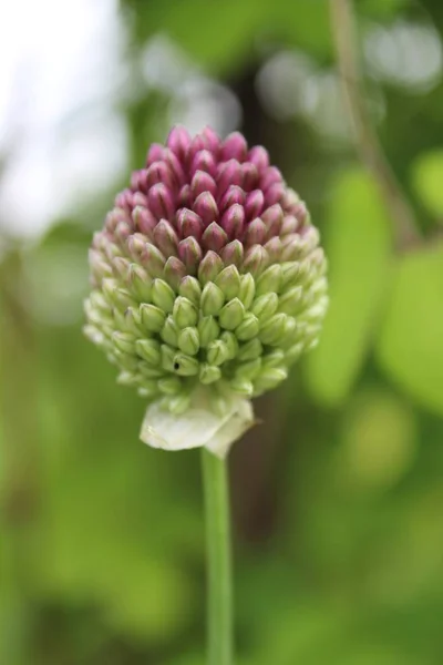 Tiro Foco Seletivo Vertical Ramo Flor Alho Cabeça Redonda Com — Fotografia de Stock