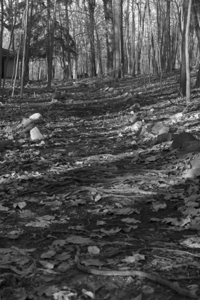 Grayscale tiro de uma floresta cercada por árvores pedras e folhas — Fotografia de Stock