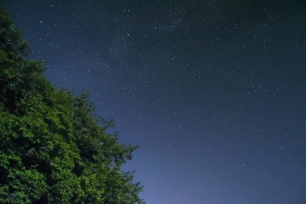 Снимок под низким углом зеленого дерева на фоне звездного ночного голубого неба — стоковое фото