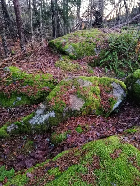Pionowe ujęcie skał pokrytych mchem w środku lasu w Ostre Halsen, Norwegia — Zdjęcie stockowe