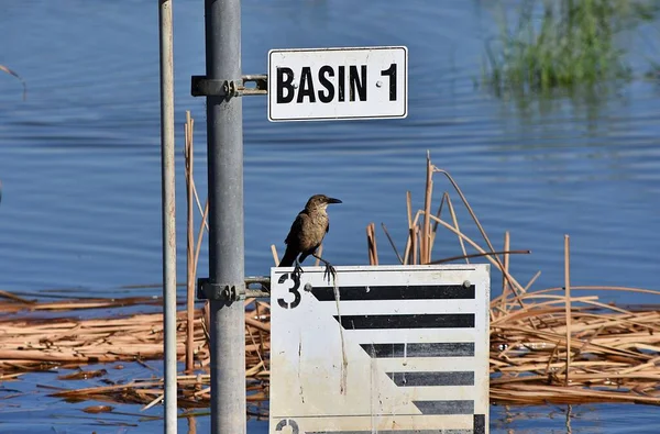 Egy nagy madár ül egy táblán.. — Stock Fotó