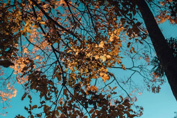 Uma Visão Baixo Ângulo Uma Árvore Coberta Folhas Coloridas Sob — Fotografia de Stock