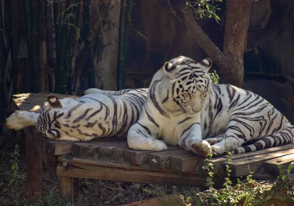 Male Female White Tigers Rest Zoo Habitat — 스톡 사진