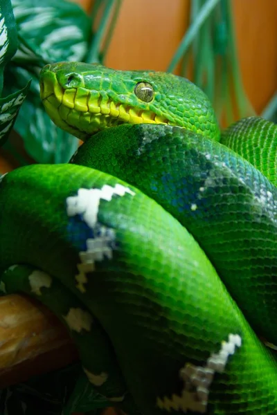 Tiro Vertical Uma Cobra Verde Com Marcas Brancas Azuis Sua — Fotografia de Stock