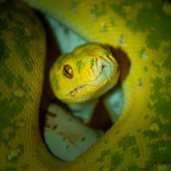 Primer Plano Una Serpiente Amarilla Con Marcas Verdes Piel — Foto de Stock